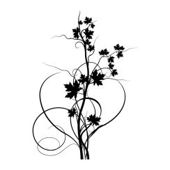 Feuilles d'&eacute;rable et tiges qui s'entrem&ecirc;lent
