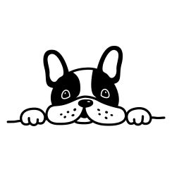 Bouledogue Fran&ccedil;ais