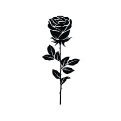 Rose magique
